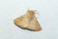 Malacosoma neustria