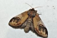 Notodonta ziczac