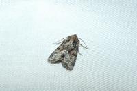 Oligia strigilis