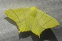 Ourapteryx sambucaria