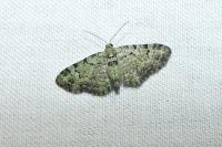 Pasiphila rectangulata