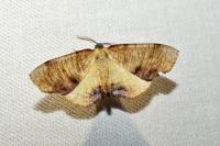 Plagodis dolabraria