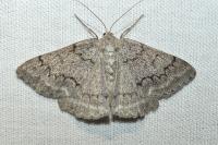 Pseudoterpna coronillaria
