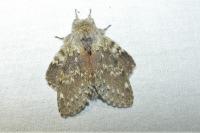 Stauropus fagi