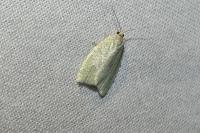 Tortrix viridana