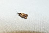 Ditula angustiorana