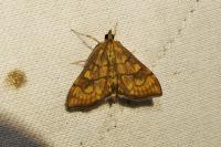 Anania verbascalis