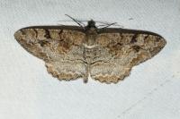Alcis repandata