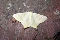 Ourapteryx sambucaria