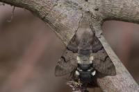 Macroglossum stellatarum