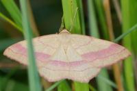 Rhodostrophia vibicaria