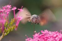Macroglossum stellatarum