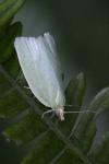 Tortrix viridana