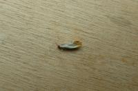 Tinea semifulvella
