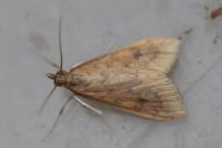 Udea ferrugalis