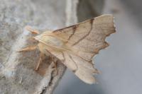 Ennomos erosaria
