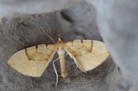 Gandaritis pyraliata