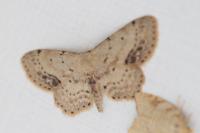 Idaea dimidiata