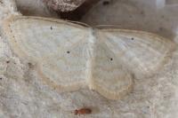 Scopula immutata