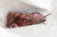 Cosmia pyralina