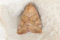 Cosmia trapezina