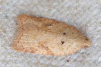Acleris ferrugana/notana