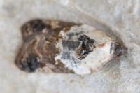 Acleris variegana