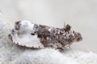 Hedya nubiferana