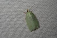 Tortrix viridana