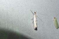 Crambus pascuella