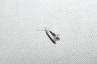 Coleophora