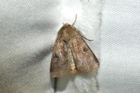 Diarsia rubi