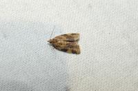 Epagoge grotiana