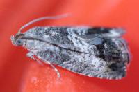 Cydia splendana
