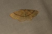 Cyclophora punctaria