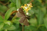 Odezia atrata
