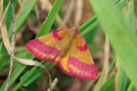 Lythria cruentaria