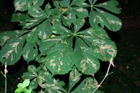 Cameraria ohridella
