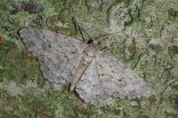 Ectropis crepuscularia