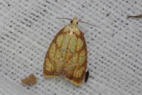 Acleris bergmanniana