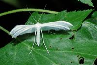 Pterophorus pentadactylus