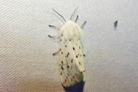 Spilosoma lubricipeda