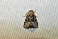 Oligia strigilis