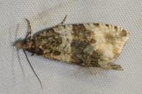 Orthotaenia undulana
