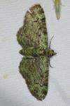 Pasiphila rectangulata