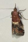 Acrobasis marmorea