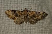 Eupithecia pulchellata