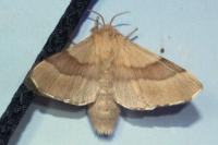 Malacosoma neustria