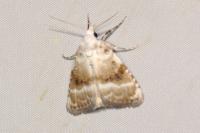Meganola albula