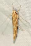 Pyroderces argyrogrammos